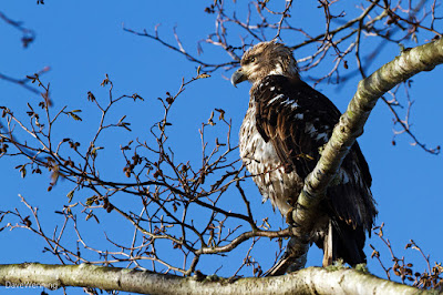 Juvenile Bald Eagle