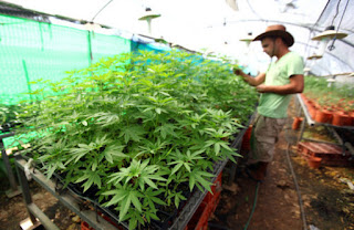 Marijuana cultivation applications