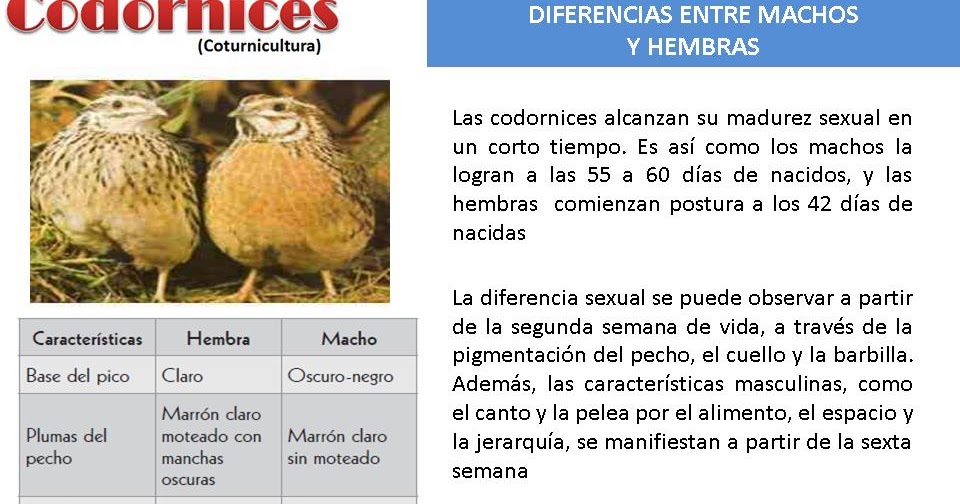 Coturnicultura, Cria, y explotacion de la Codorniz DIFERENCIAS ENTRE MACHOS Y HEMBRAS
