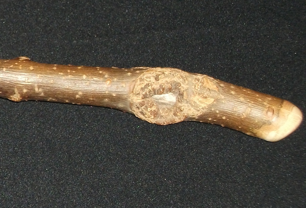 Wands by Tree The Rustic Knot Wand