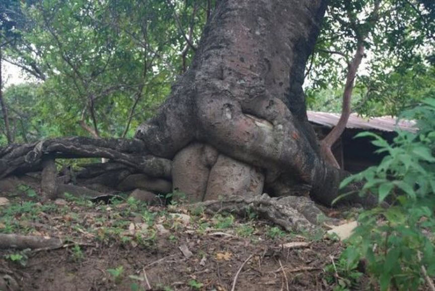 when+gay+trees+make+love.jpg