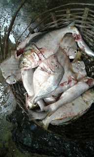 Tilapia fish Tilapia fish