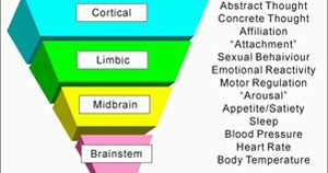 Applied Psychology: Neurosequential Model of Therapeutics