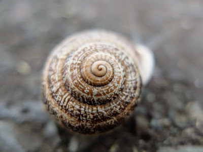 Milk Snail Shell