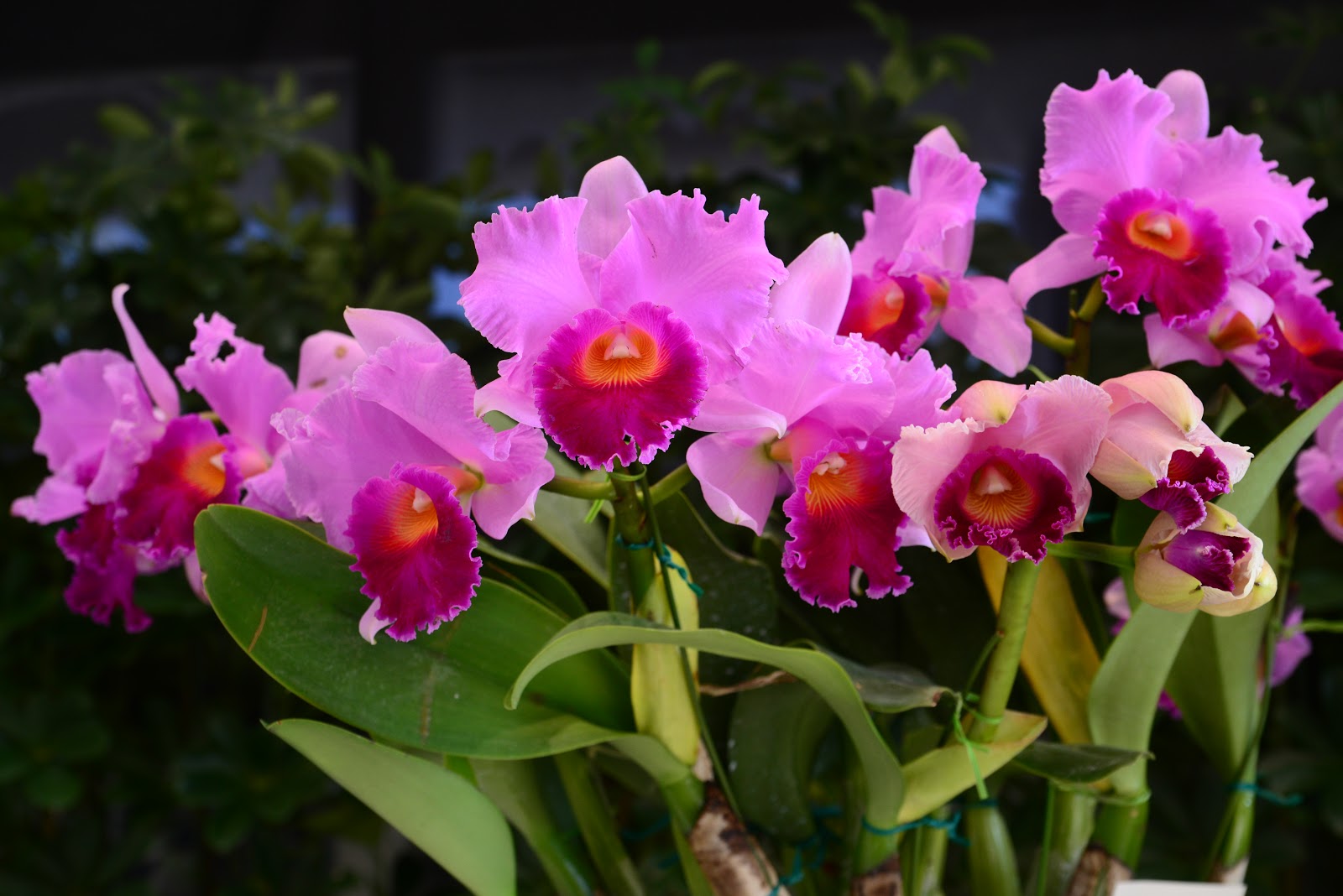 広島市植物公園ブログ 世界の蘭と熱帯の花フェスタ 洋ラン品評会の結果