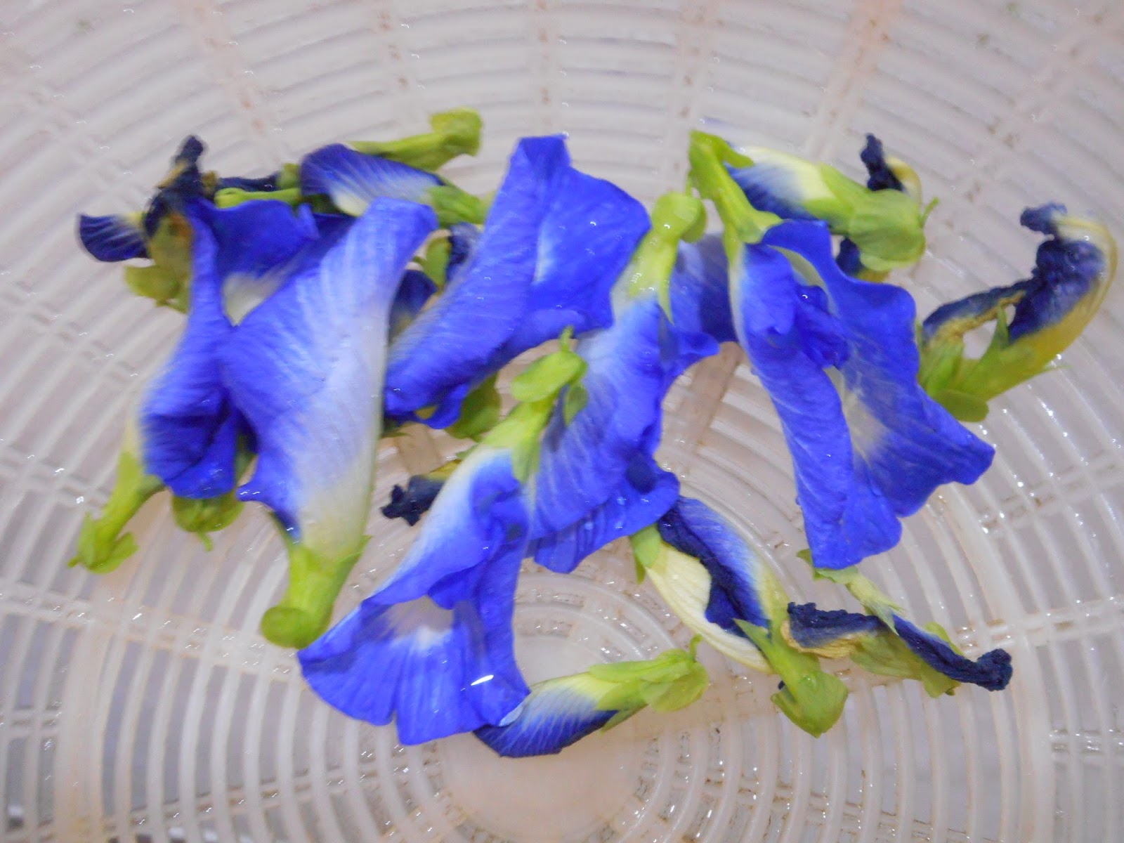Refreshing Blue Pea Flower Tea With Lemon The Hedgehog Knows
