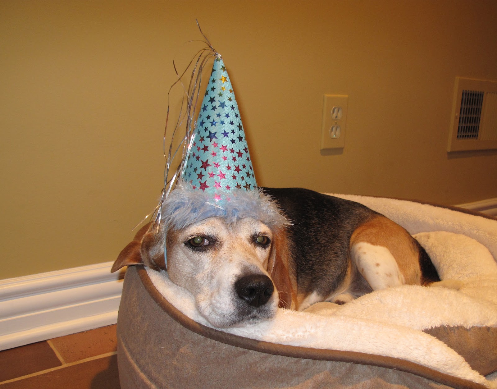 For the Love of Beagles!: Happy Birthday Jude!!!