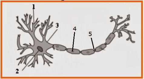Soal Sistem Saraf Dan Jawabannya Sekali