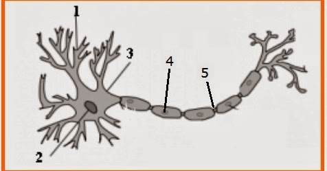 Biology Page Soal Sistem Koordinasi Saraf Kelas 9 Smp