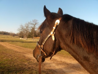 A photo of a horse's head from the side. The brown horse looks longingly off into the distance. There is a dirt path, a fence, and some leafless tress in the background.