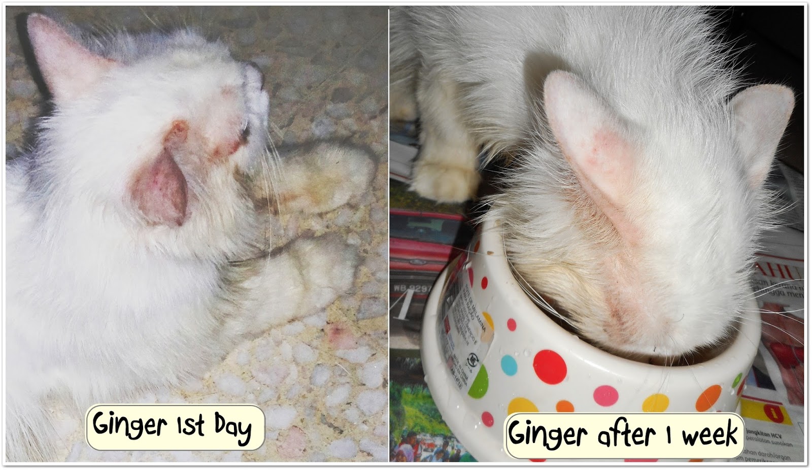 Mdm_Mawar Merawat Fungus pada kucing