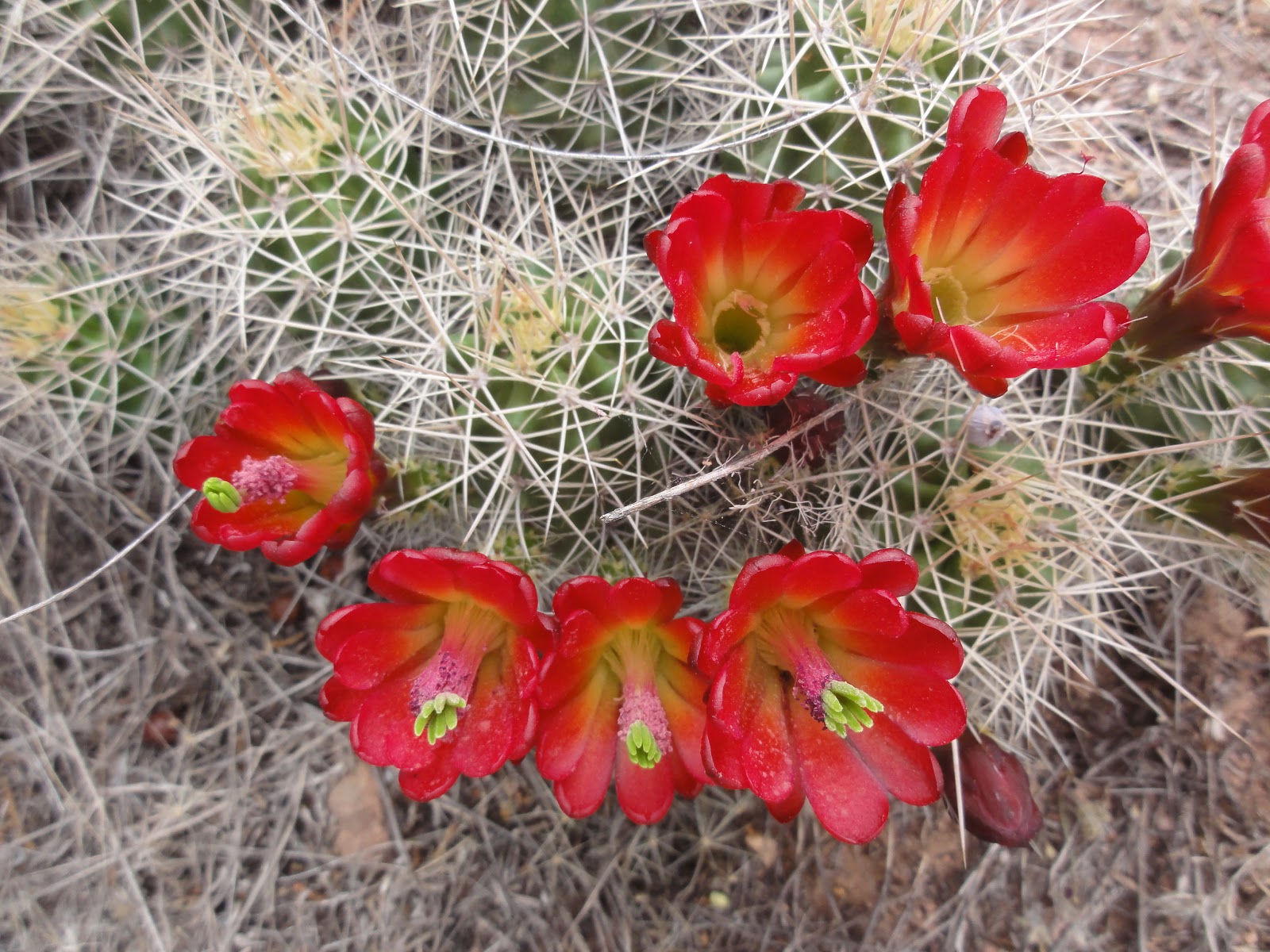 GoGardenNow The Gardening Blog How I Like Claret Cup Cactus