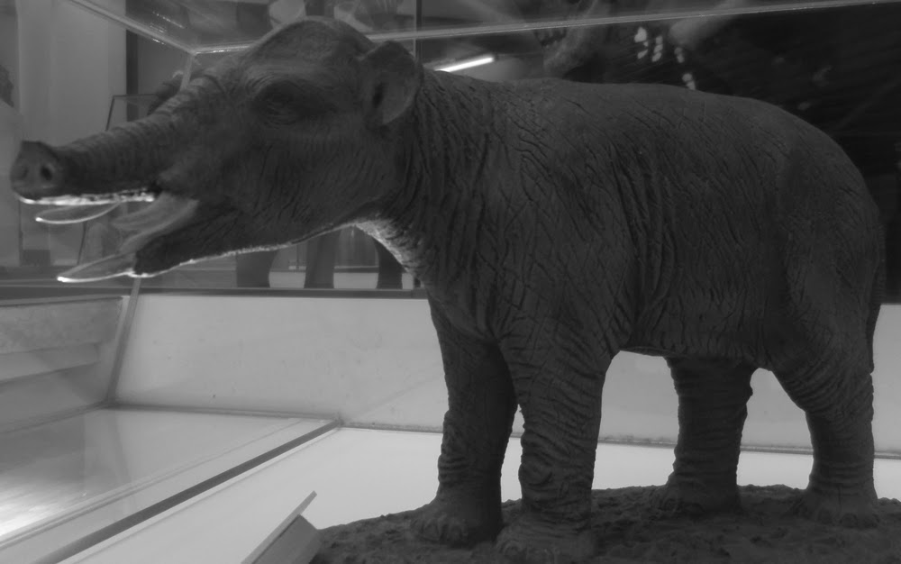 Pygmy Elephants the book October 2013