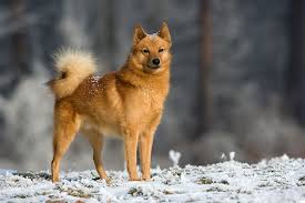 finnish spitz husky