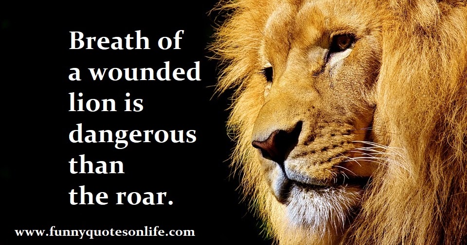 Injured Lion Is More Dangerous Quotes Wounded Quotes | Motivational Quotes