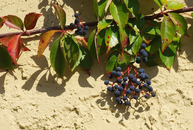 Parthenocissus quinquefolia in fruit - Virginia Creeper in fruit