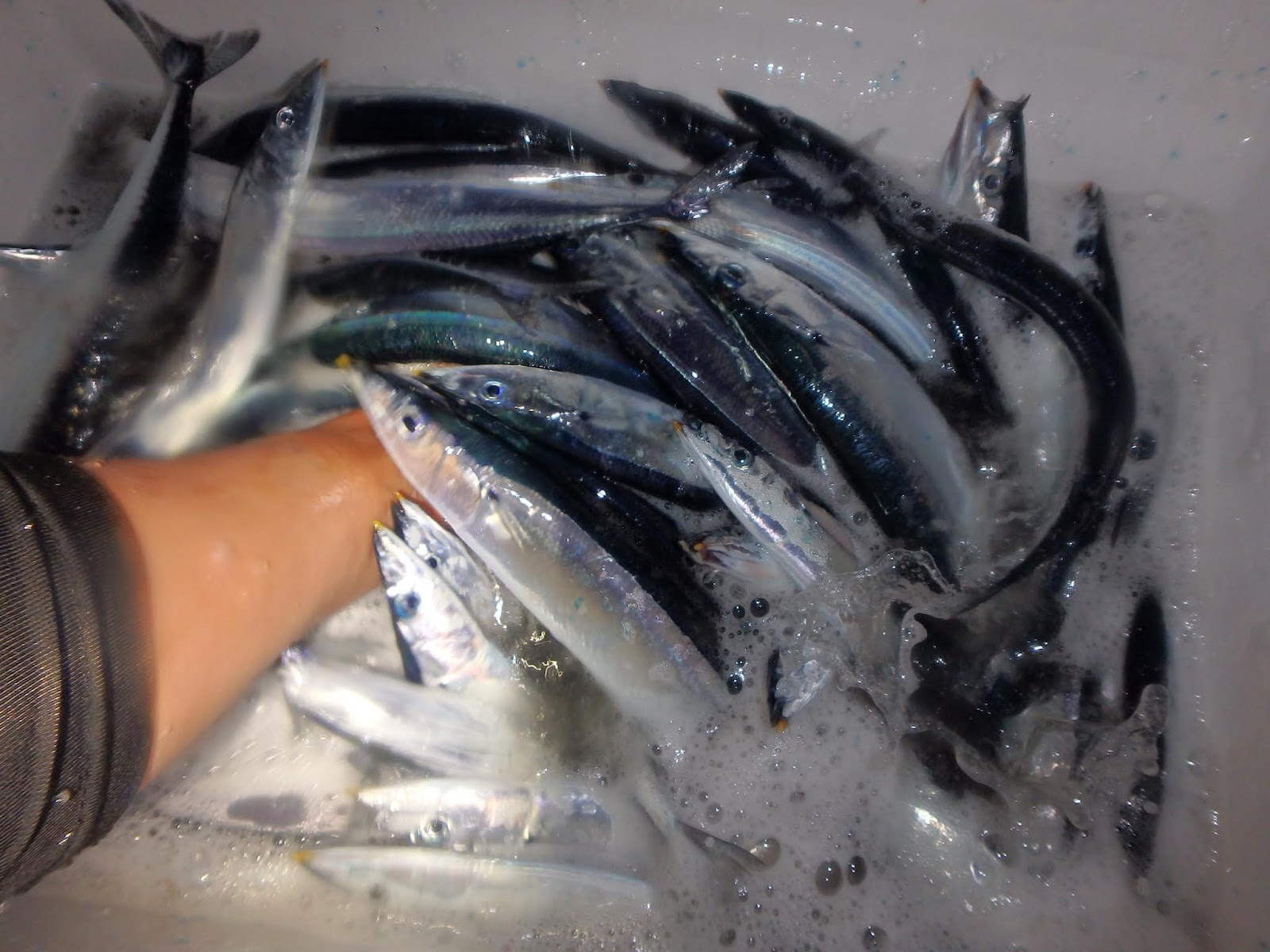 怪魚と世界の旅ノート サケ釣りの餌づくりその２