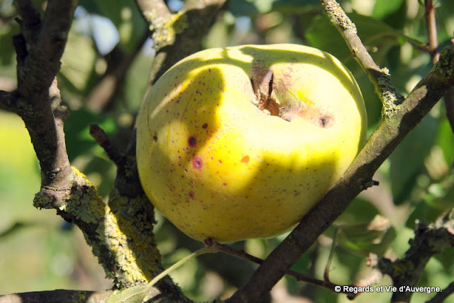 Pommes d'Auvergne.