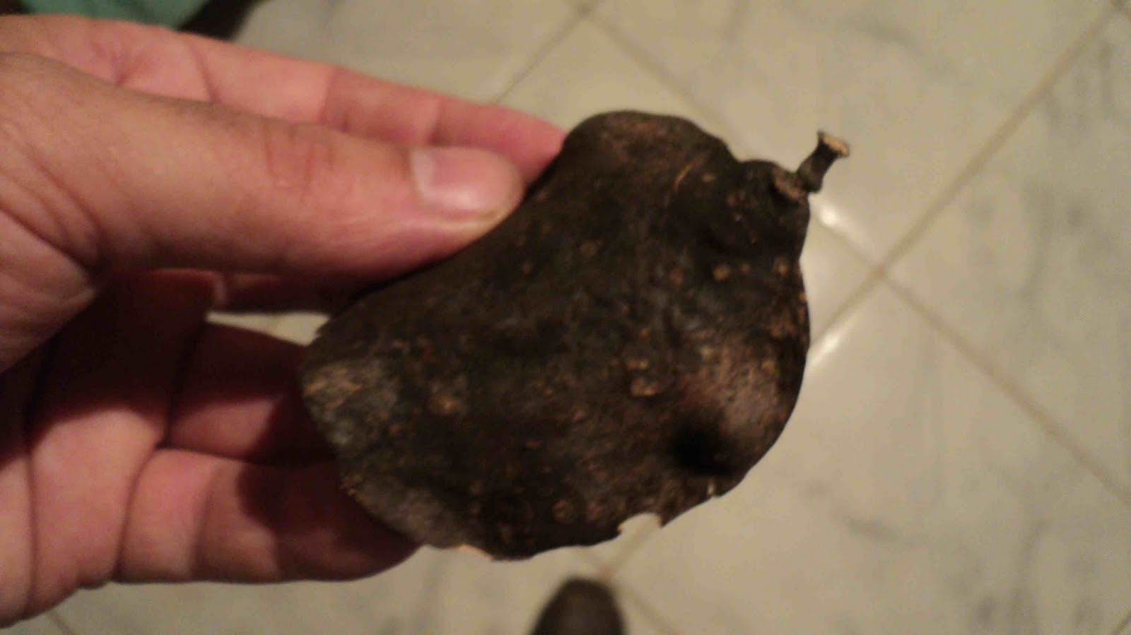 Casca De Nogueira Negra Cravinho E Absinto