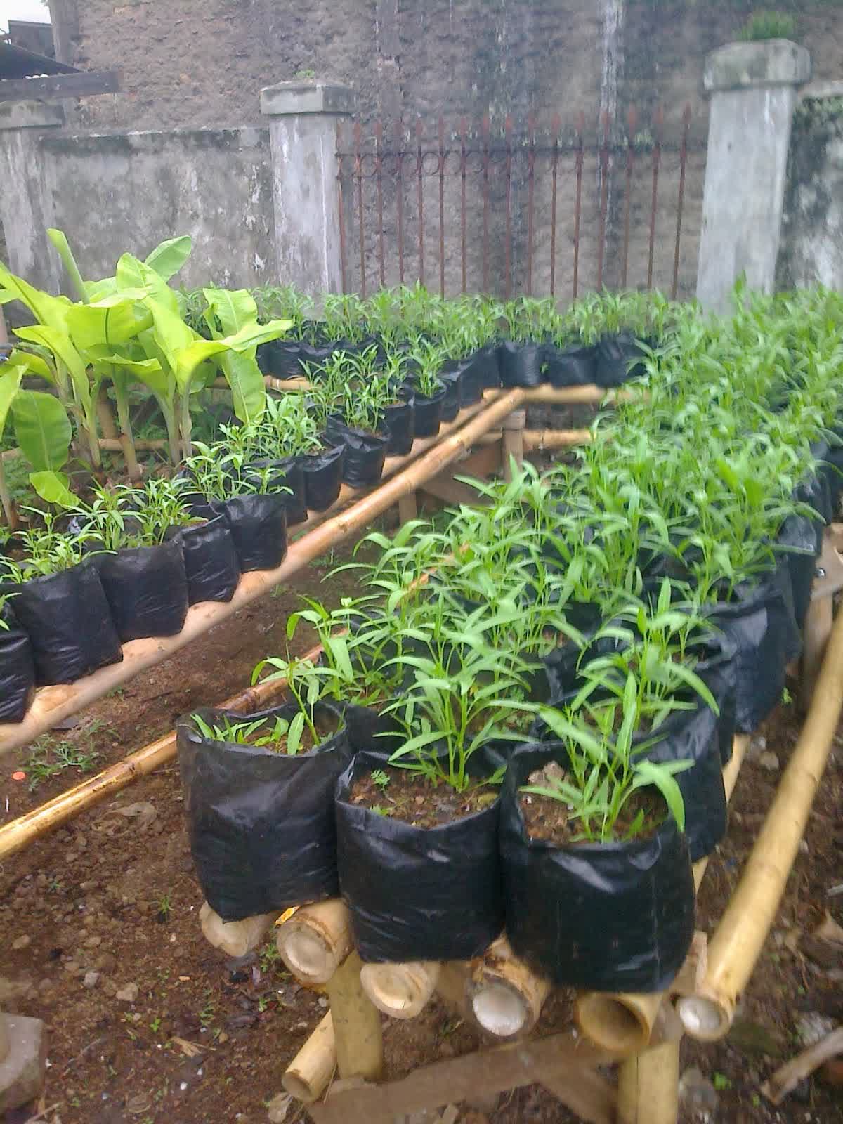 Guide How to Grow Organic Kale In The Pot Or Polybag With Easy