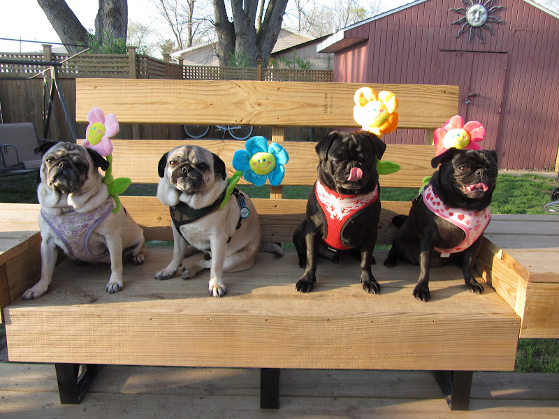 A Day in the Life of Pugs: Happy Spring