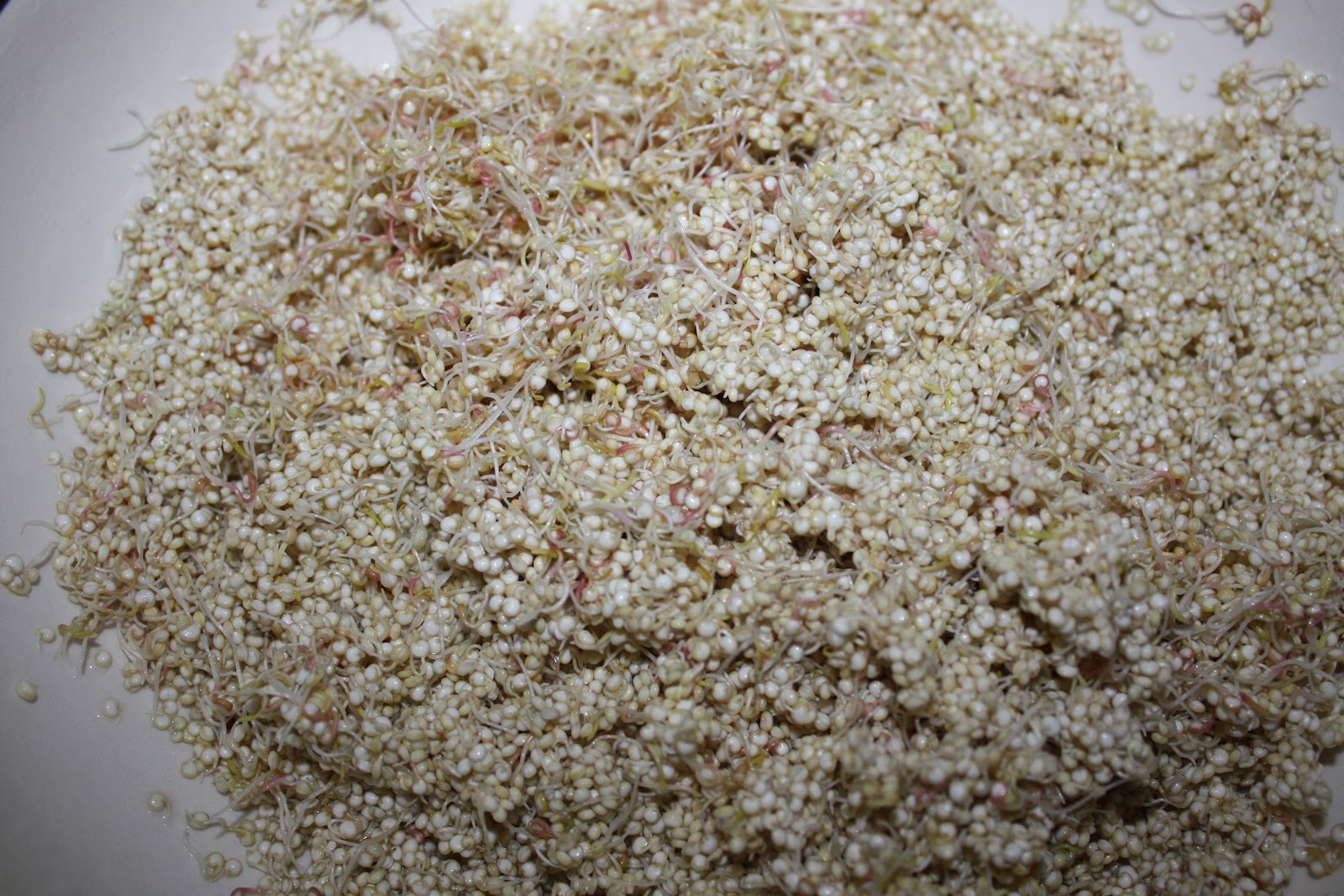 Recipes and Tips To Fight M.S. Essene Flat Bread with Quinoa Sprouts