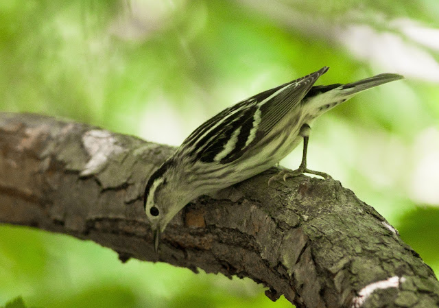 Black and White Warbler - Central Park, New York