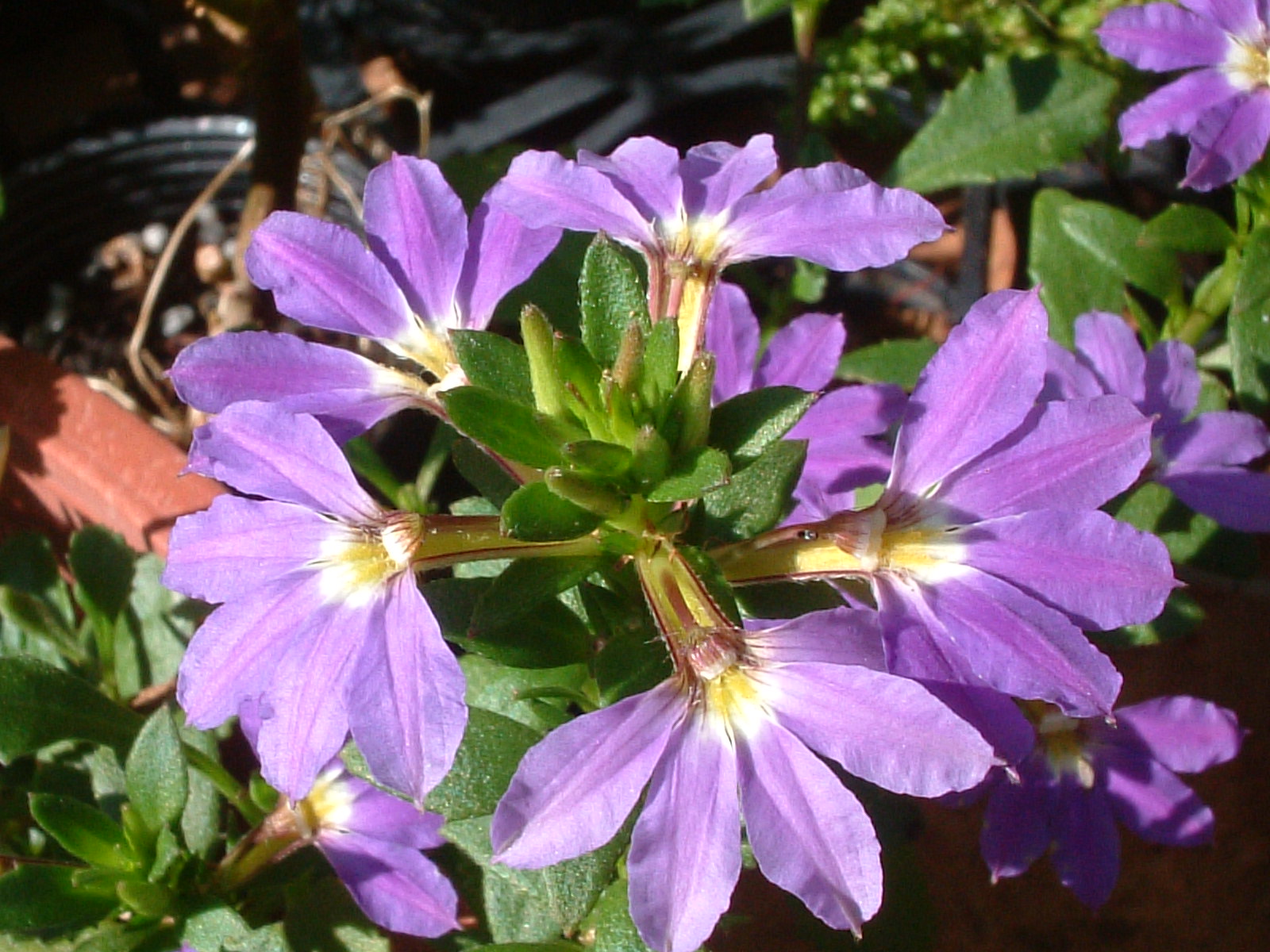 園藝達人栽培術 輕羅小扇 紫扇花 園藝部落格 igarden 花寶愛花園園藝文摘plus