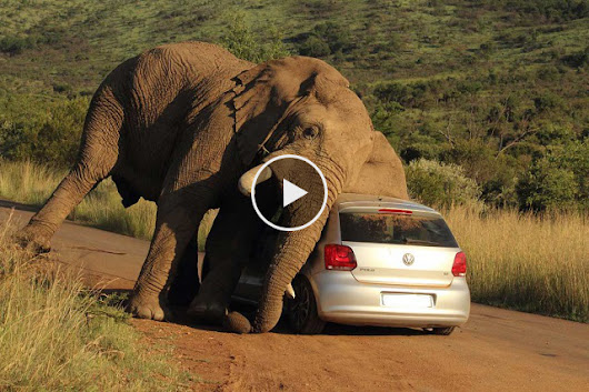 VIDEO; What is going on here?? Elephant tortures the Tourists after seeing this Video you will never risk to visit National Parks in small cars!!!!  | TIPS AND TRICKS