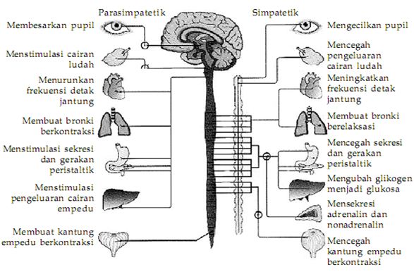 Sistem Saraf Somatik Dan Saraf Otonom Pustaka Pandani