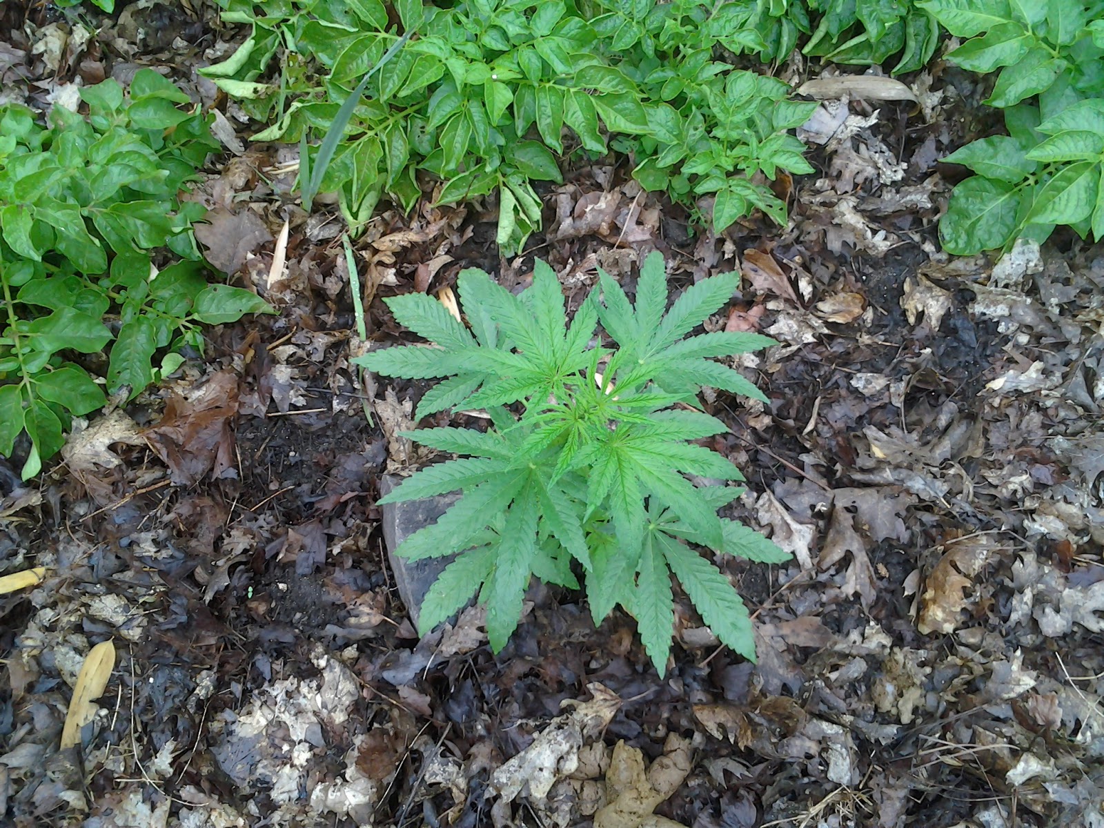 Garden Grants Pass GP Let us grow legally and safely