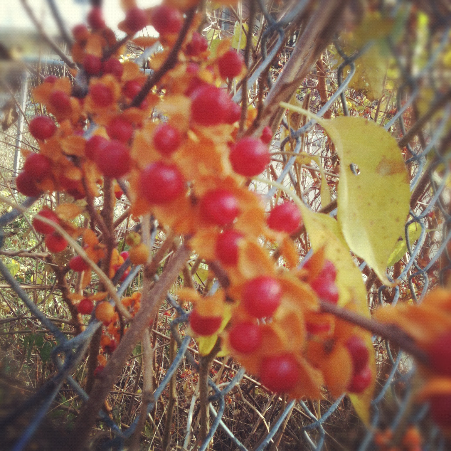 NEW ENGLAND FOLKLORE Bittersweet Protection from Evil Magic