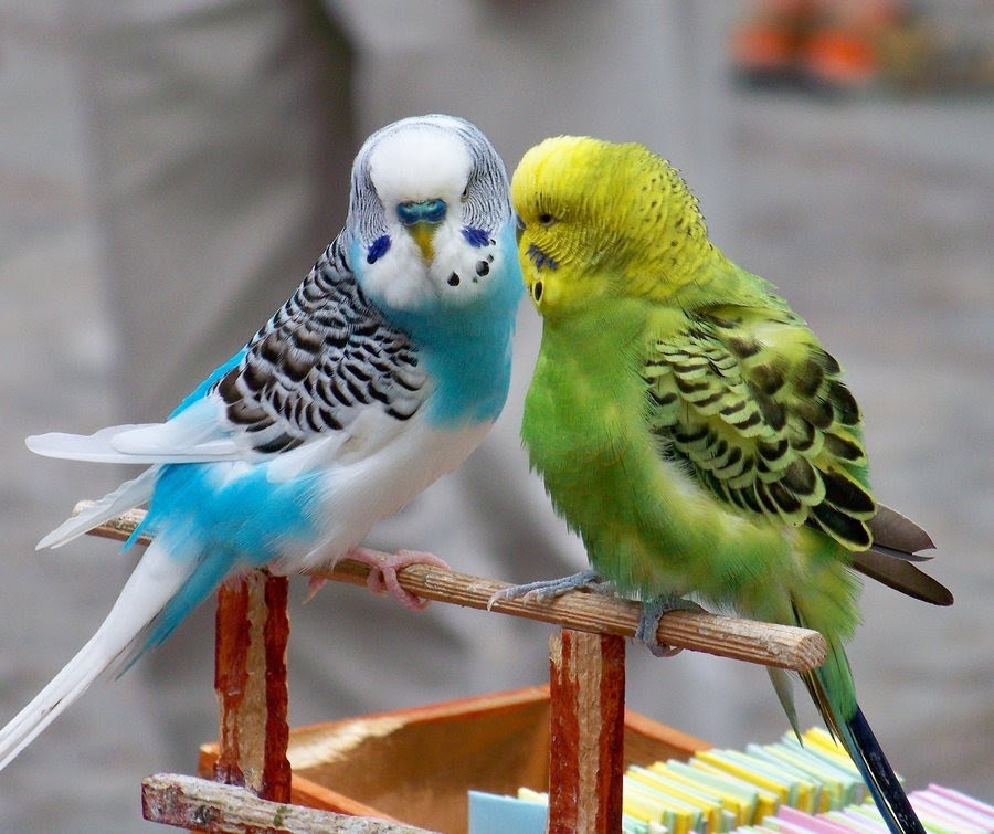 The African Grey Parrot The Kinds Of - Citard