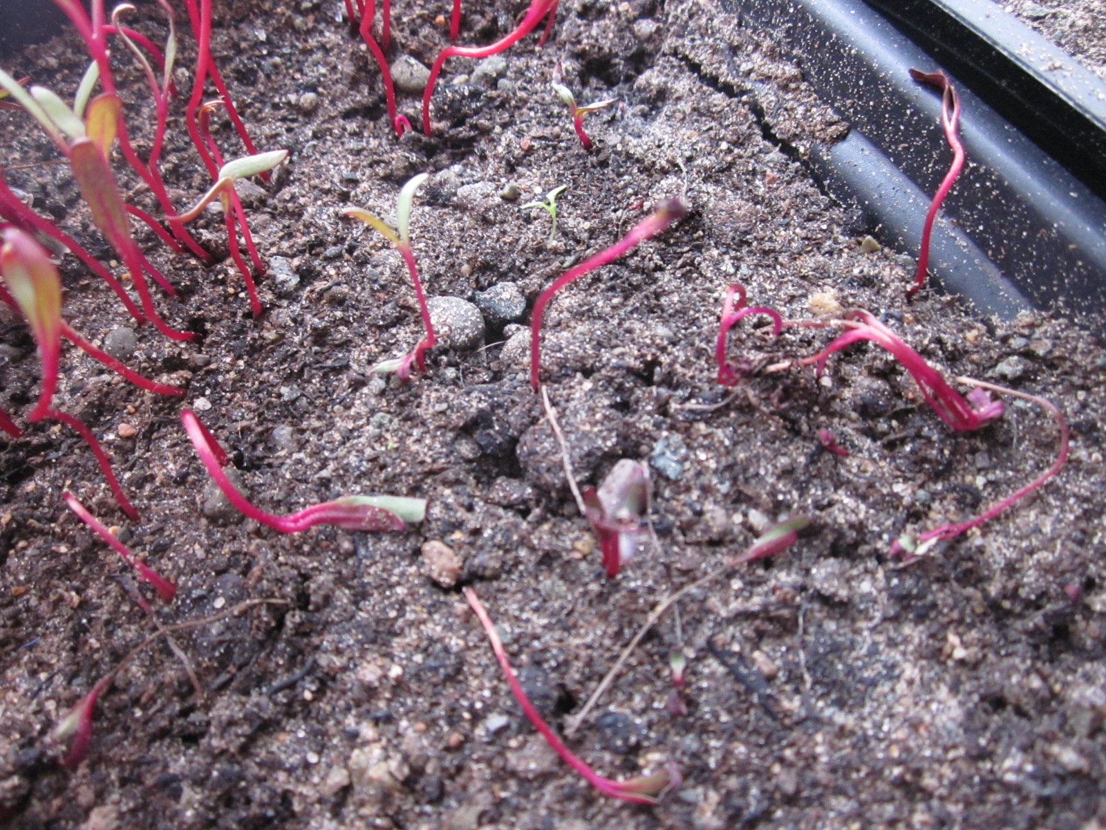 Of Beetroot, Experiments and Damping Off