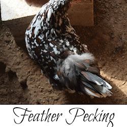 Feather Pecking in the Chicken Coop Oak Hill Homestead