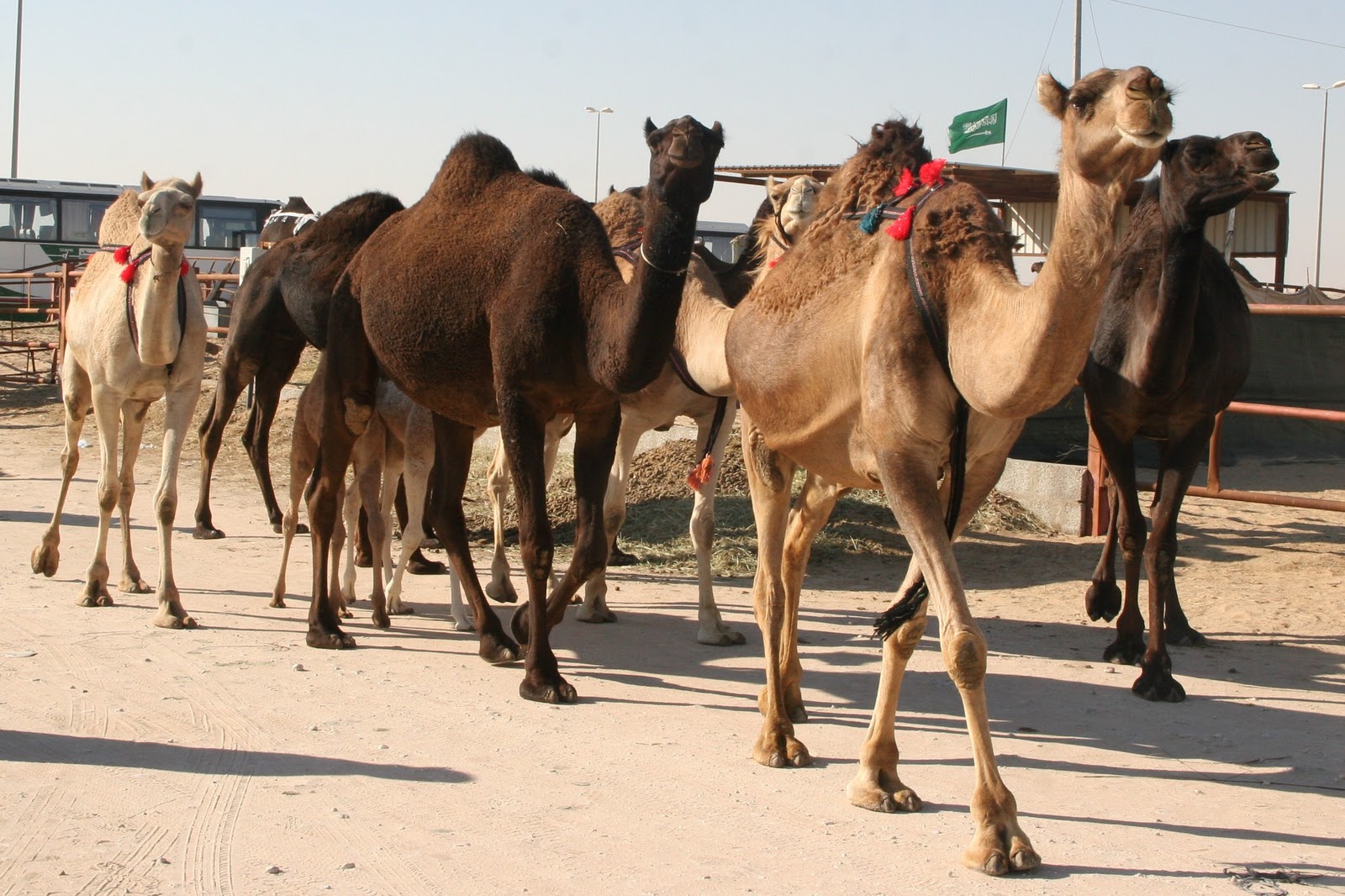 Saudi Scenes: Hofuf Camel Market