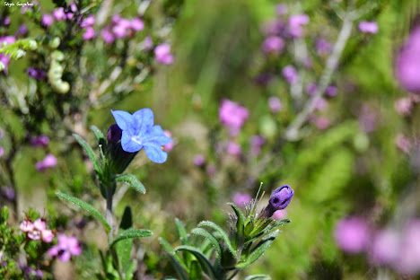 Sete-sangrias - Cuphea carthagenensis.