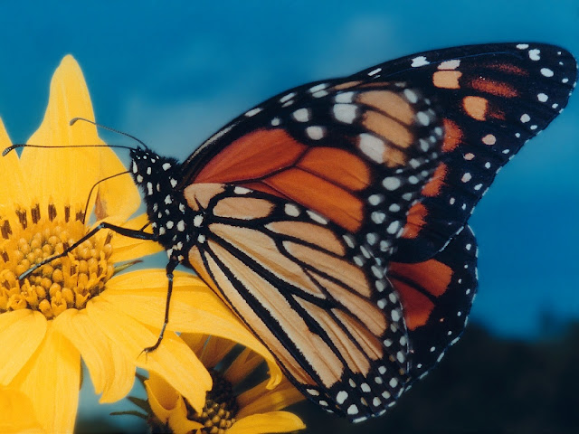Monarch Butterfly On Yellow Flower wallpaper