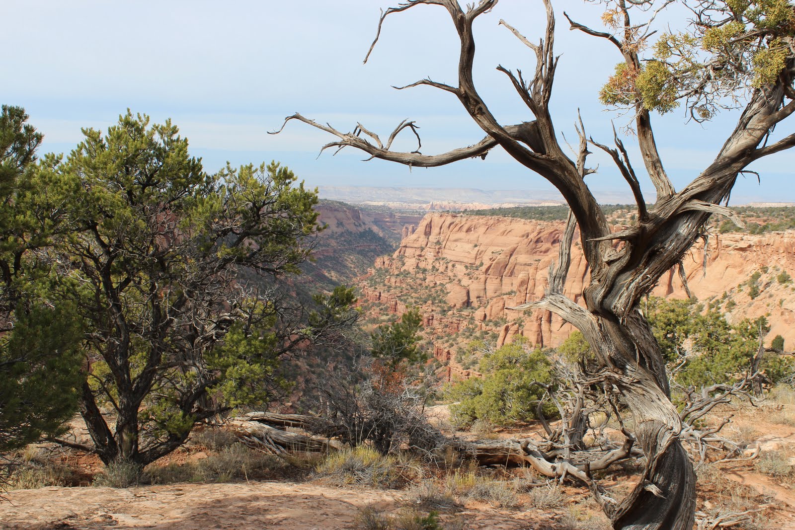 Glade Park Area (11)