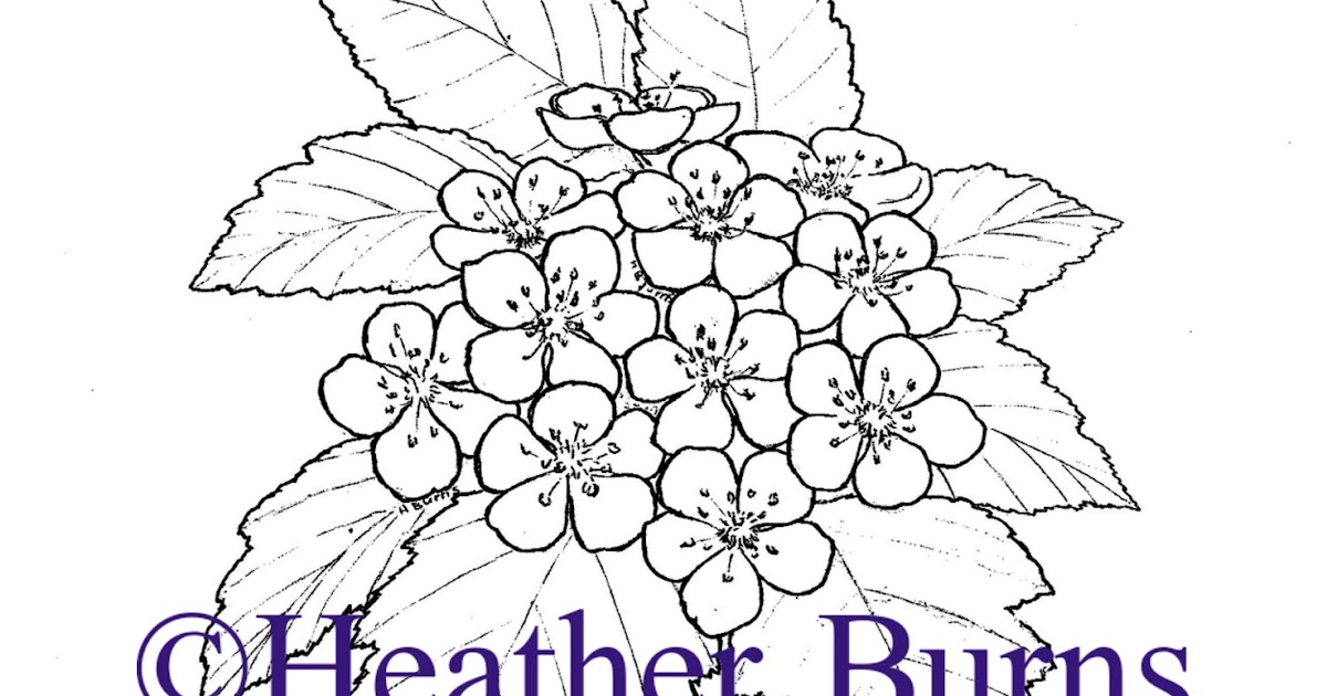 State Flower Coloring Book: Missouri State Flower, White Hawthorn Blossom