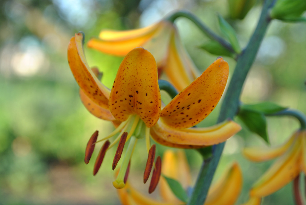 Лилия Давида Фото И Описание – Telegraph