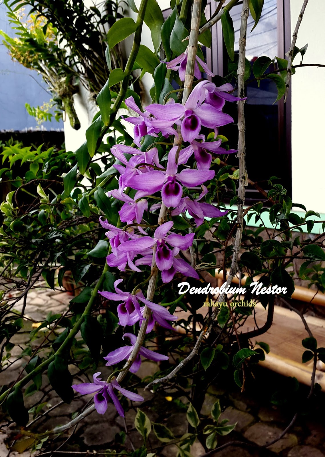 Dendrobium Nestor | Anggrek Rahayu