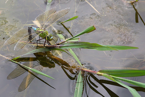 Anax imperator