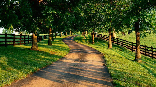 Road wallpaper with green trees