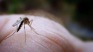 Περιστατικά λοίμωξης από τον ιό του Δυτικού Νείλου σε περιοχές της Ελλάδας- Ενημέρωση από το ΚΕΕΛΠΝΟ