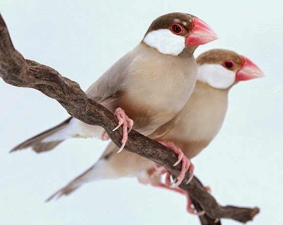 Aneka Jenis  Burung Pemakan Biji bijian Apa Ciri  cirinya  