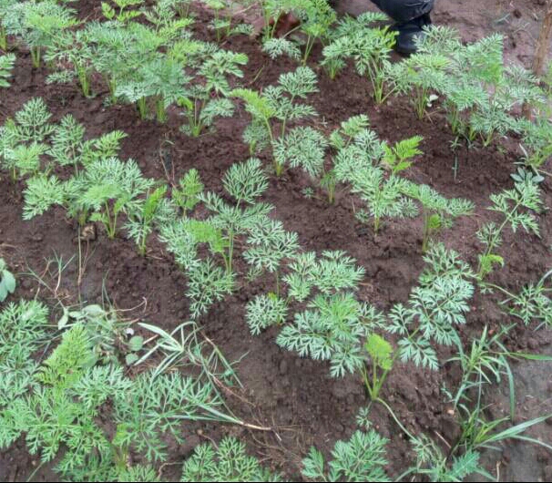 KILIMO BORA CHA KAROTI(CARROT)