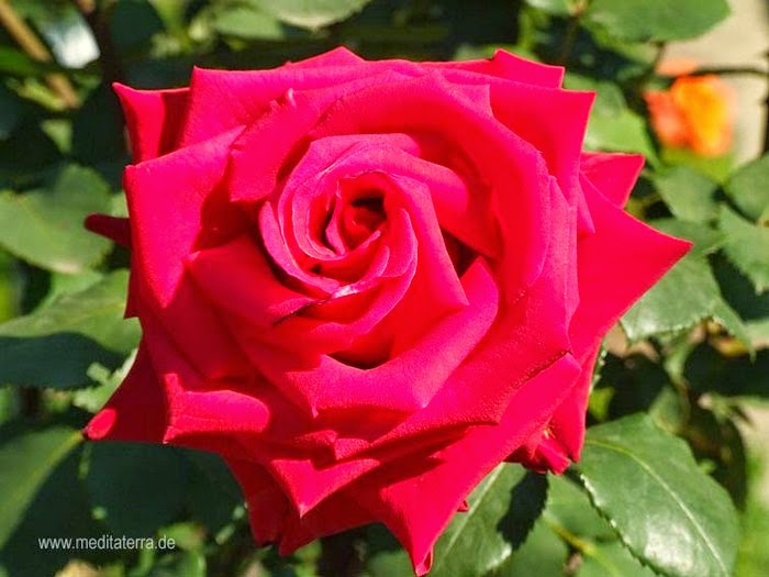 Kostenlose Rosenfotos Rosen Rot Rosa