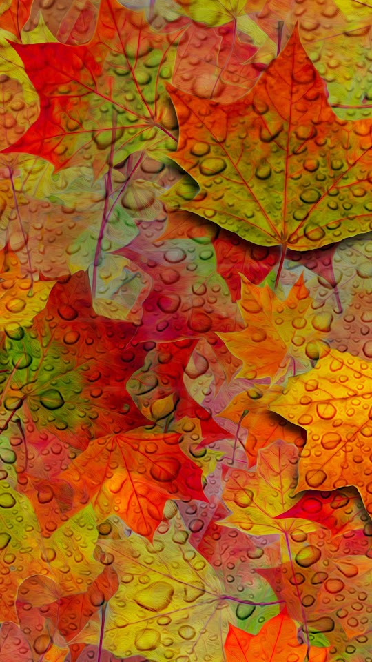   Fall Leaves   Android Best Wallpaper