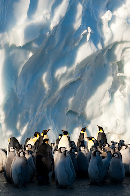 Penguins from Frozen Planet